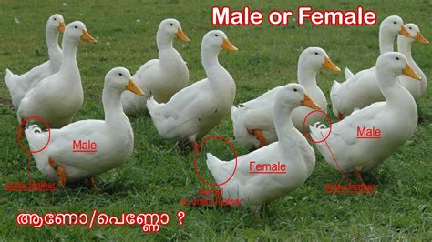 How To Identify Male And Female Duck How To Tell If A Duck Is Male Or Female Duck