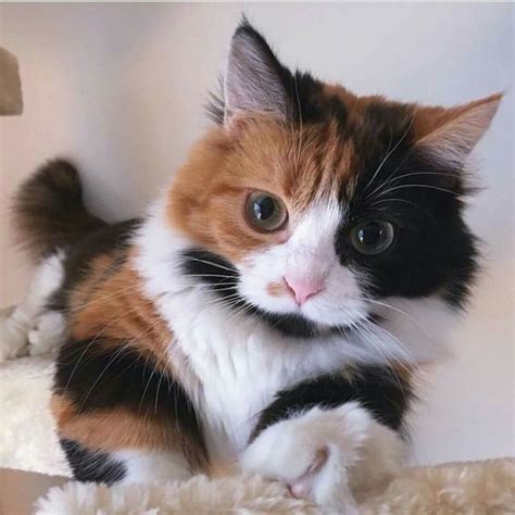 Cat Facts Why Are Calico Cats Almost Always Female Cattime Baby