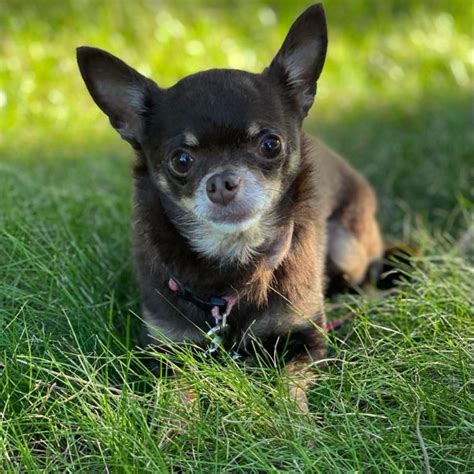 Dog For Adoption Coco Chihuahua A Chihuahua In Scarborough On