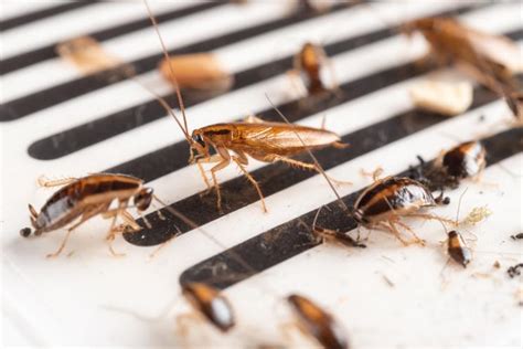North Carolina Company Offers To Pay Homeowners To Release 100 Cockroaches Into Their Homes