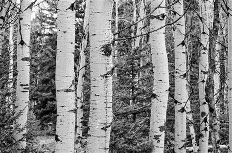 Free Images Landscape Nature Forest Branch Black And White Wood