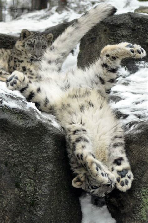 17 Best Images About Snow Leopard On Pinterest Leg Anatomy Snow And