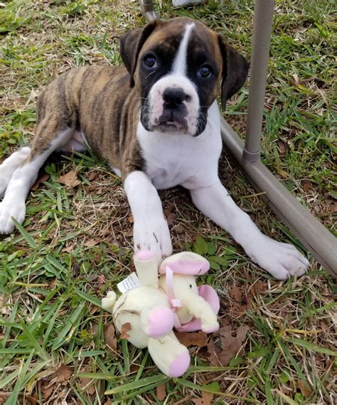 53 Boxer Puppy For Sale In Florida Image Bleumoonproductions