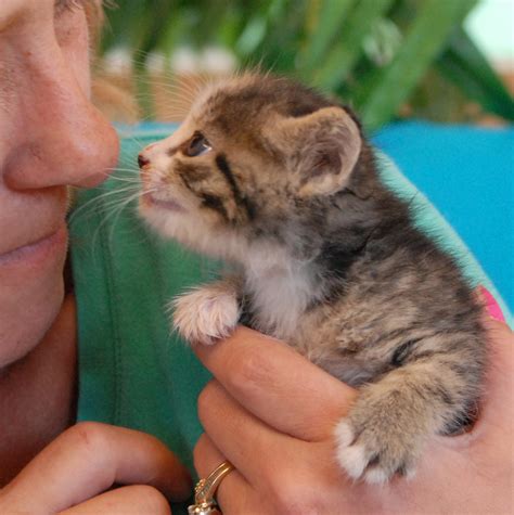 Urgent 36 Newborn Kittens Need Loving Foster Parents