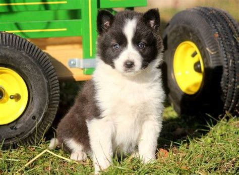 The border collie puppies are a merry, romping breed that is full of energy and affection. Blue Healer border collie Mix puppy for sale in MOUNT JOY ...