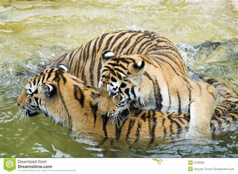 Tigers Playing In Water Stock Photo Image Of Playing