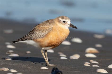 New Zealand Dotterel Stock Image Image Of Endemic Feather 157350645