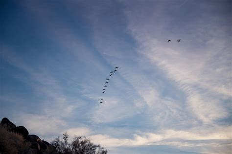 Photo Of Flock Of Birds Flying · Free Stock Photo