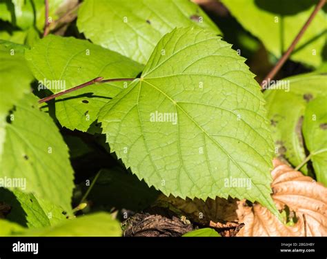 17 Plants With Serrated Leaves Jaymykelsie