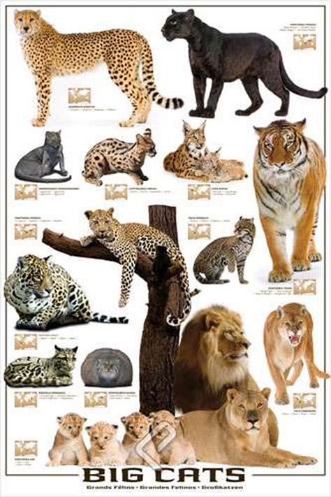 When i set out to list the 10 biggest cats in the world, i didn't realize what a challenge it would be. Big Cats - Athena Posters