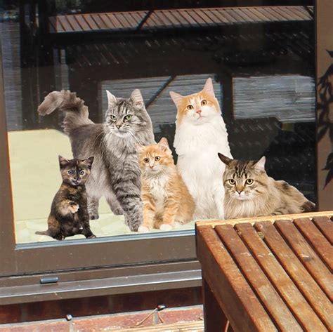 Cats Window Cling Spilsbury