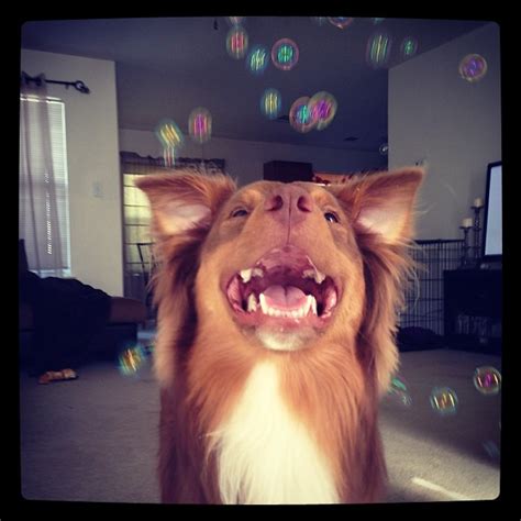 Psbattle Dog Chasing Bubbles Photoshopbattles