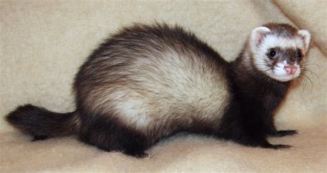 15 Types Of Ferrets Different Colors And Patterns Pictures