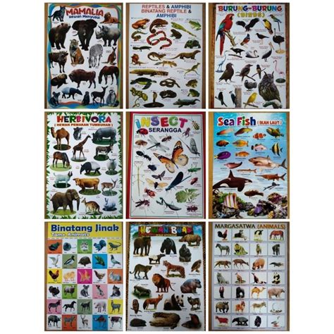 Jual Poster Edukasi Anak Bergambar Hewan Buas Dll Shopee Indonesia