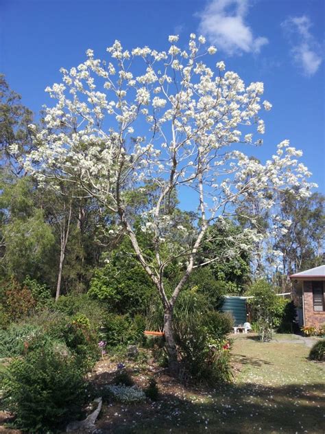 This tree makes the popularity list mostly due to the fact that it blooms early in the season, so you can enjoy it's pretty golden yellow fall color before other trees have blossomed. My white Jacaranda tree in bloom in 2020 | Jacaranda tree ...