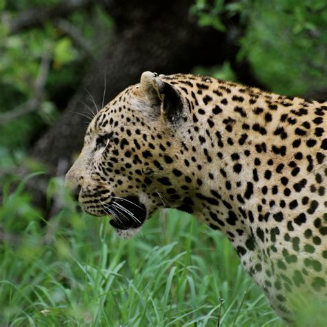 Africas Big 5 Where To See Leopard On An African Safari