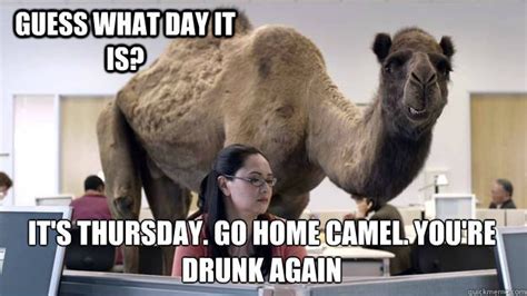 Camel Hump Day Quotes Quotesgram