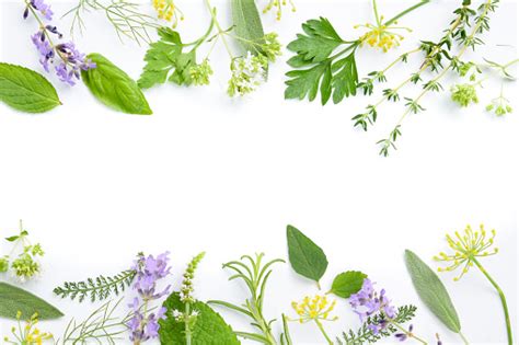 Herbal Obat Pada Latar Belakang Putih Foto Stok Unduh Gambar Sekarang