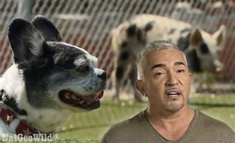 Cesar millan has a terrible reputation among certified dog trainers and behaviorists. PHOTOS Cesar Millan dog biting pig attack under investigation