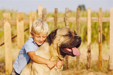 Italian Mastiff Dog Protecting Toddler From ‘attack Divides Internet
