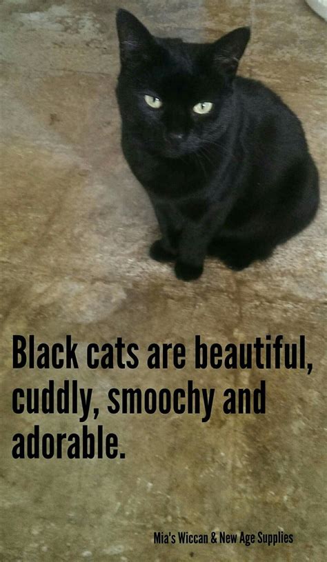 14 Gorgeous Black Cat Breeds With Pictures Artofit