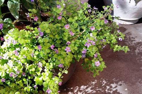 Best Plants For Container Shade Gardening Small Space