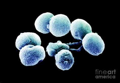 Bacteria Streptococcus Pneumoniae Sem Photograph By Science Source