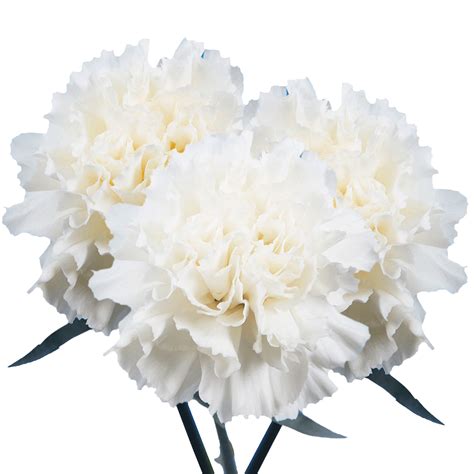 Best White Carnations White Carnations Carnations Wholesale Flowers