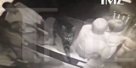 Cat Saves Boy From Dog Attack Viral Video The Internet Reacts