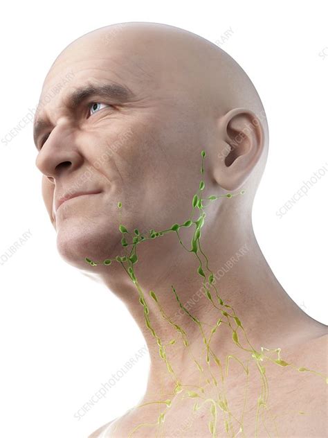 Illustration Of An Old Mans Lymph Nodes Of The Neck Stock Image
