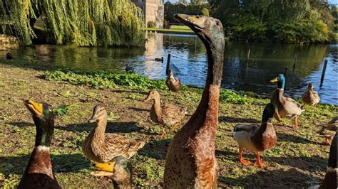 Instagram Star Long Boi The Duck Feared Dead After Going Missing From