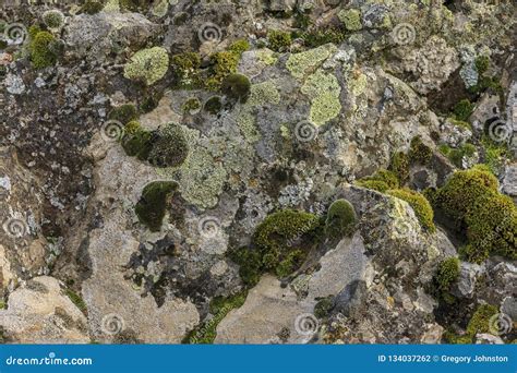 Moss And Lichen On A Rock Stock Photo Image Of Fungus 134037262