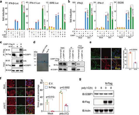 N Protein Inhibits G3bp1 Mediated Rig I Signaling Activation By