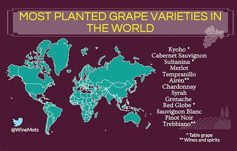 Top 10 Most Planted Grape Varieties In The World