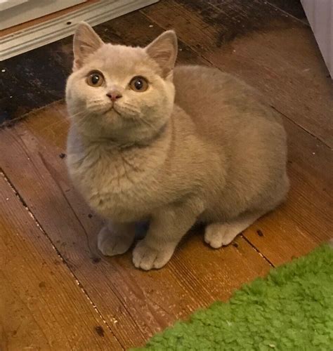 Beautiful Pedigree And Gccf Regbritish Shorthair Kittens Fawn Boy And Fawn