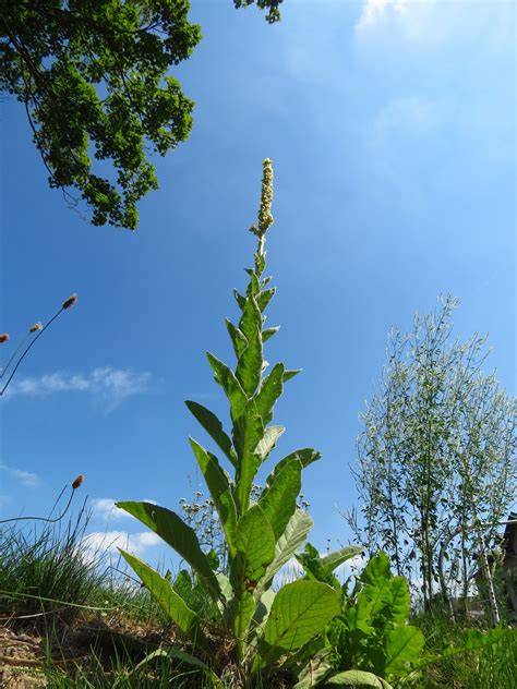 Weed Of The Month Mullein