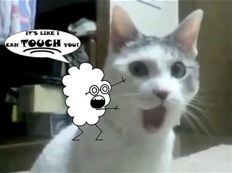 3 D Omg Cat Meme By Opie Dokie On Deviantart