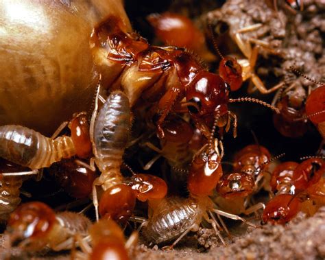 Termite control companies in tampa, fl. Tampa Termite Control & Removal - Tampa Exterminators