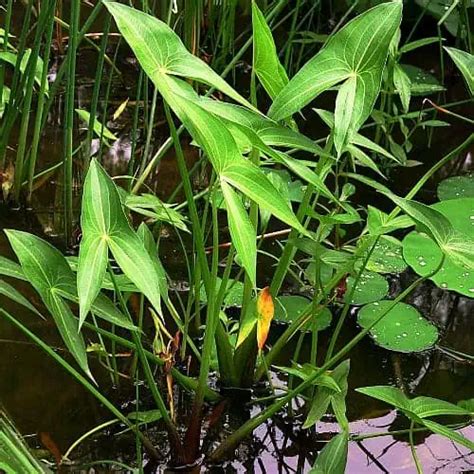 12 Bog And Marginal Pond Plants Top Filter Plants Pond Informer