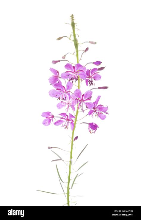 Pink Flowers Of Fireweed Isolated On White Background Chamaenerion