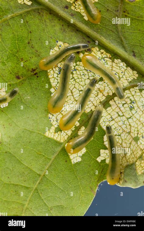Oak Slug Sawfly Slugworm Larva Kleine Lindenblattwespe Larven