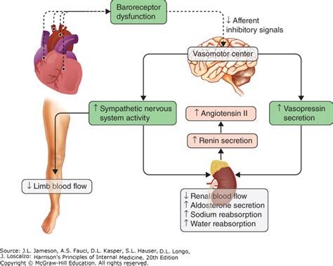Heart Failure Pathophysiology Diagram