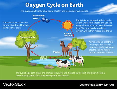 Oxygen Cycle On Earth Diagram Royalty Free Vector Image
