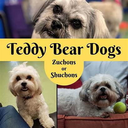 Teddy Bear Puppies Dog Tzu Shih Dogs