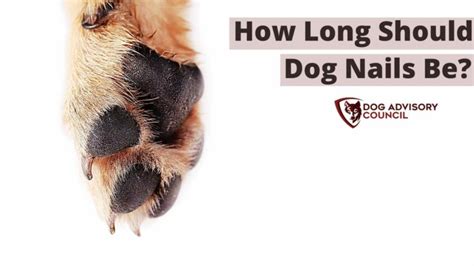 How Long Should Dog Nails Be All Youll Need To Know Dog Advisory