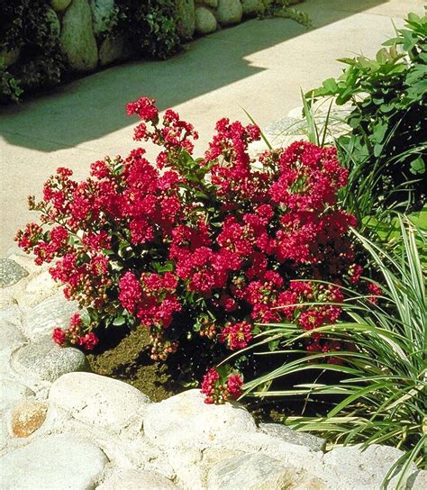 Chica® Red Dwarf Crape Myrtle Crape Myrtle Plants Landscape Design