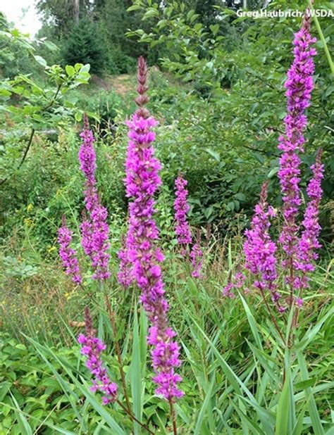 Lilly Hoftijzer Weed With Purple Flowers And Spikes What S That