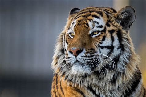 10 Top 4k Desktop Wallpaper Tiger You Can Use It Free Aesthetic Arena