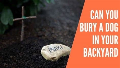 Can You Bury A Dog In Your Backyard Improved Yard