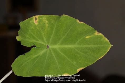 Elephant ear plants thrive best in areas that receive complete or partial shade. Elephant Ears Plant Diseases